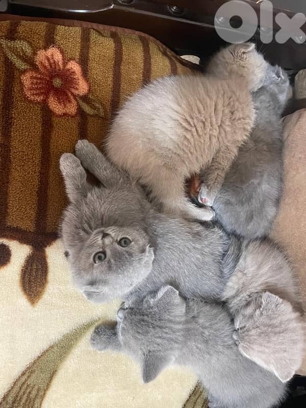 persian beautiful for contact 70485808 10