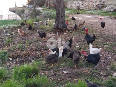 صيدون -قضاء جزين