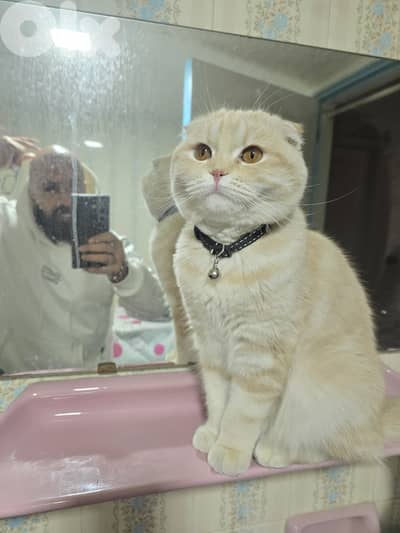 Scotish female for mating with british fold only. Whatsapp: 70629886