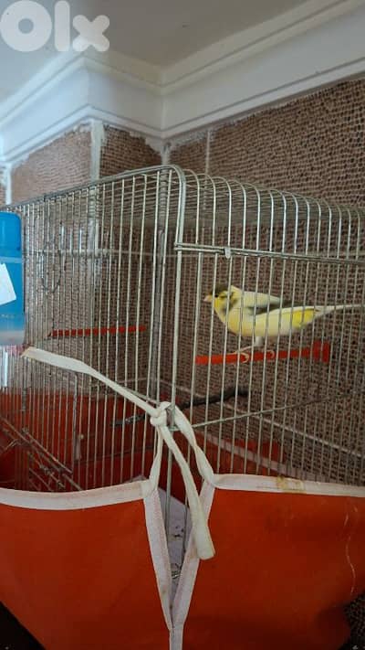 للبيع كناري جميل