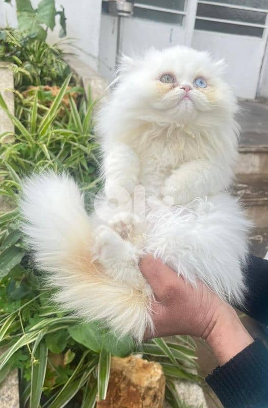 persian long hair 1