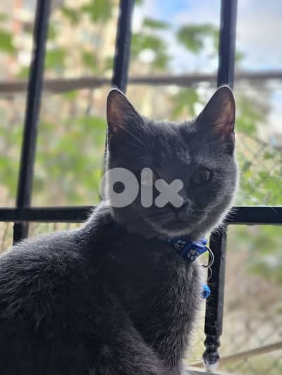 Cute cat looking for a loving home