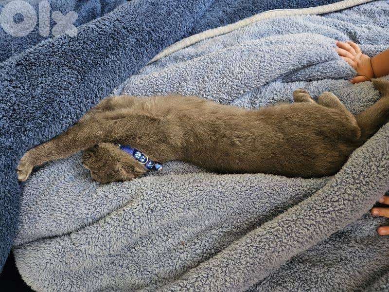 Cute cat looking for a loving home 1