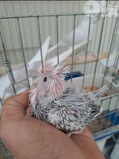 فراخ كروان وايت فيس للتزقيم  موجودين بدوحة عرمون