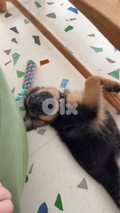 german shepherd with house and all accessories