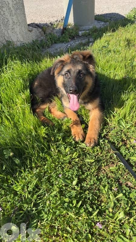 german shepherd with house and all accessories 1