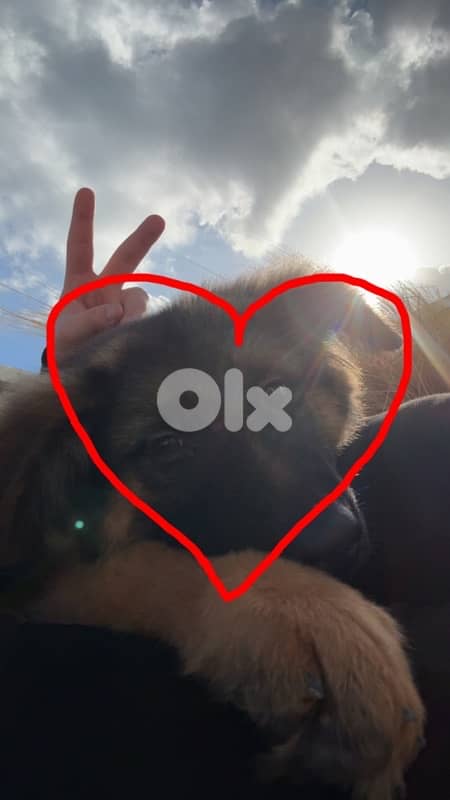 german shepherd with house and all accessories 3