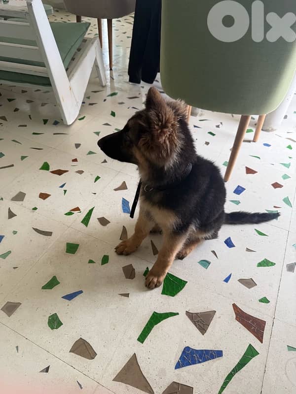 german shepherd with house and all accessories 4