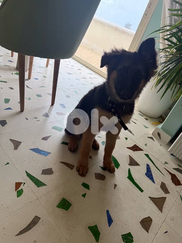 german shepherd with house and all accessories 5