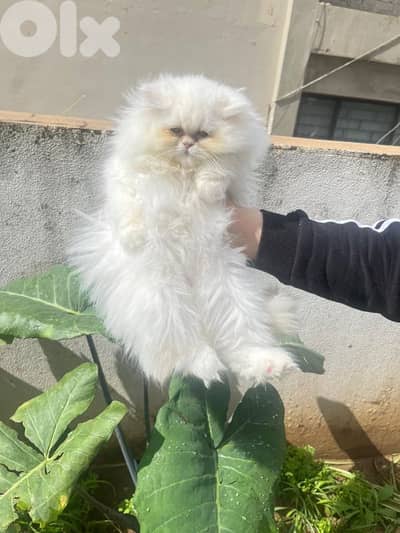 pure  pursiam female