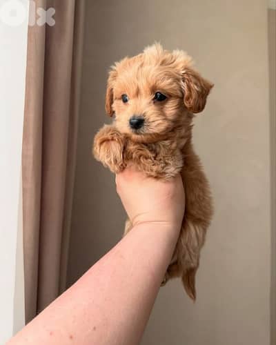 Sweet Maltipoo Puppies – Small, Friendly, and Ready to Join ur Family