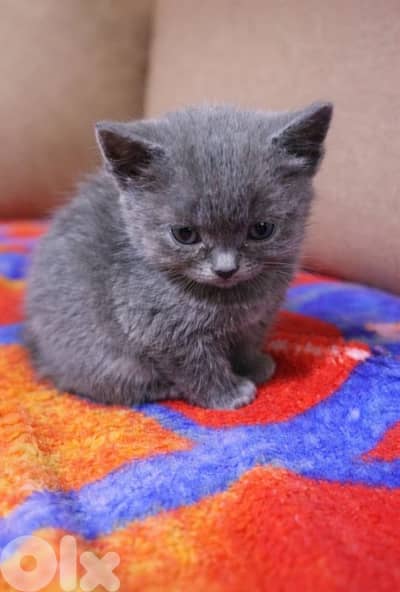 mini compact short hair british