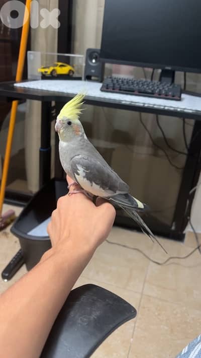 كوكتيل سوبر ترويض للبيع يحب اللعب