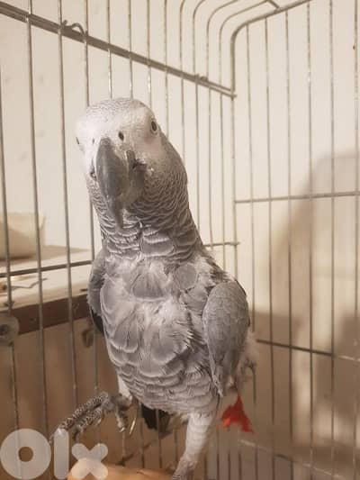 بغباء كاسكو حبه كبيره عاقل متكلم ذكر