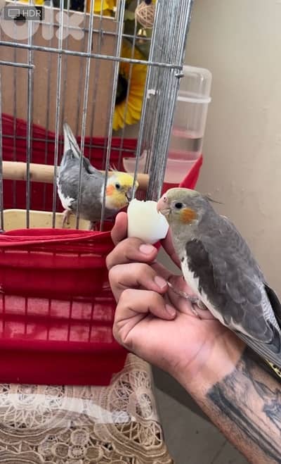 enteye karawan habache mrawada