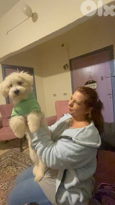 bruno for odoption not sale