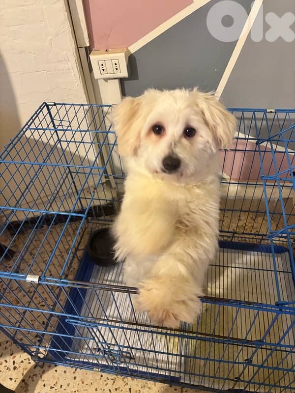 bruno for odoption not sale 1