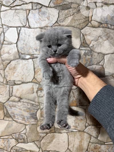 British short hair 50 days