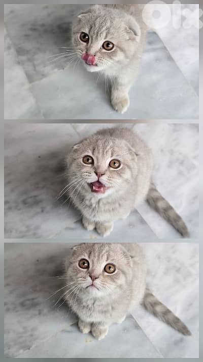 scotch folld kitten
