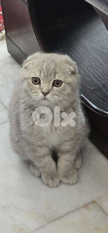 scotch folld kitten 1