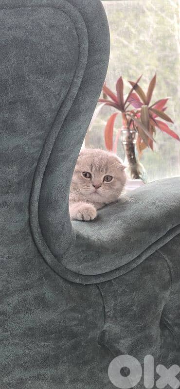 scotch folld kitten 2