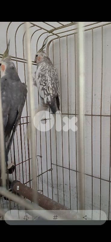 جوز كروان جاهزين للزواج