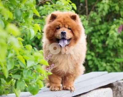 kiwi female chowchow for sale