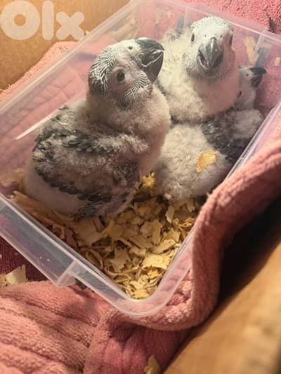 african grey  فراخ كاسكو