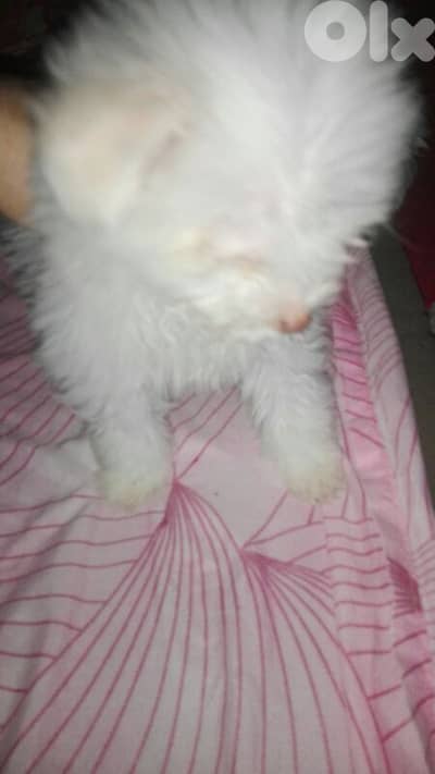 برج حمود بيروت