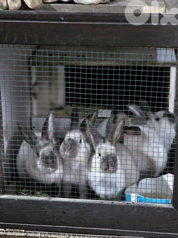 rabbits/ارانب 1