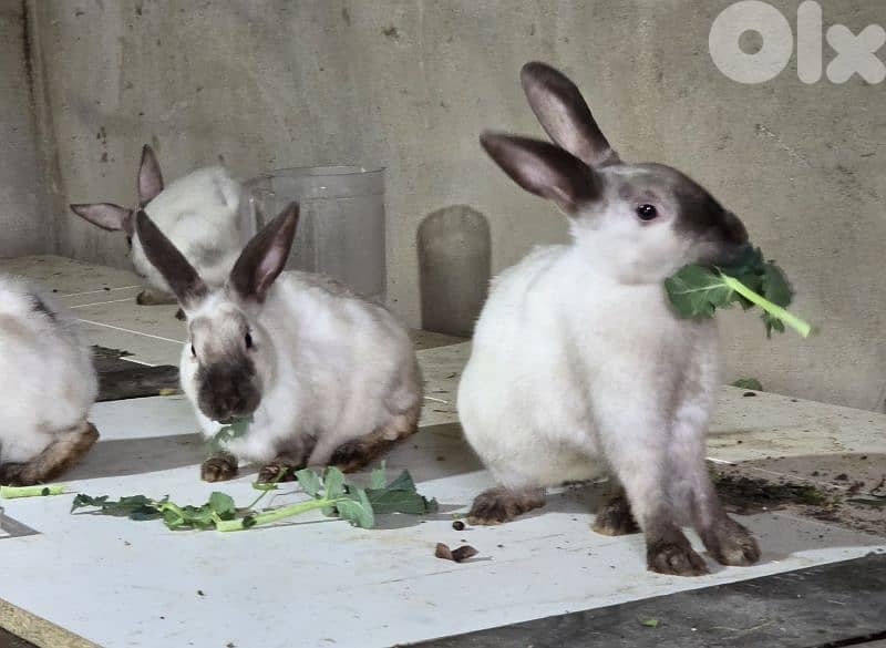 rabbits/ارانب 7