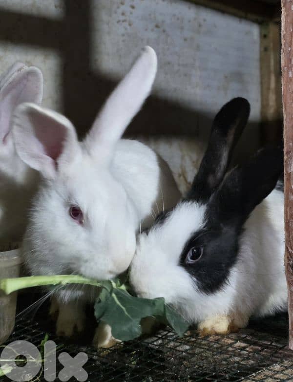 rabbits/ارانب 8