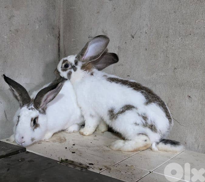 rabbits/ارانب 9