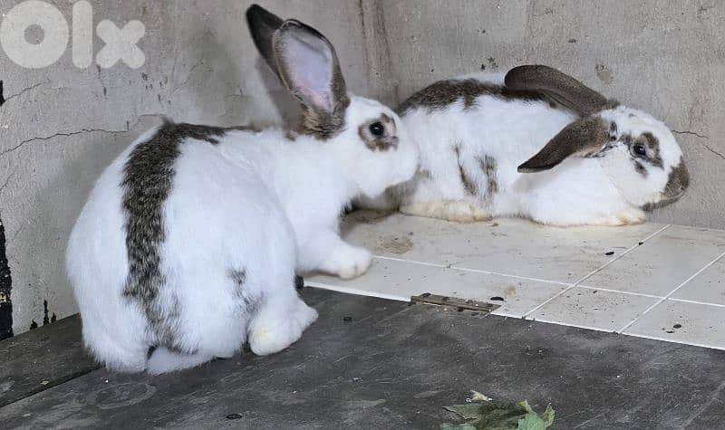 rabbits/ارانب 10