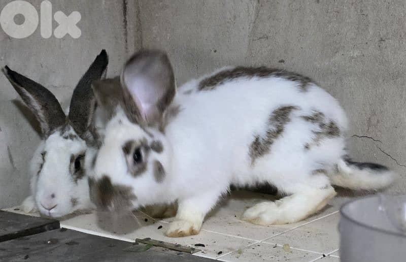 rabbits/ارانب 11