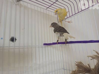 برجا جدرا الجيه