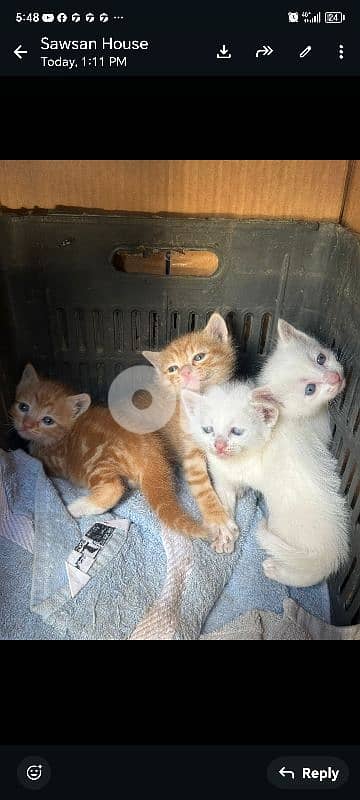 للبيع وحدة  ١٠٠ دولار سوف طويل اعيونن زرق