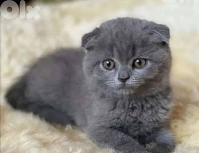 Scottish fold ktir mratab