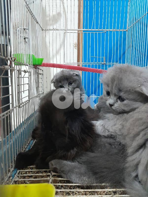 Scottish fold ktir mratab 1