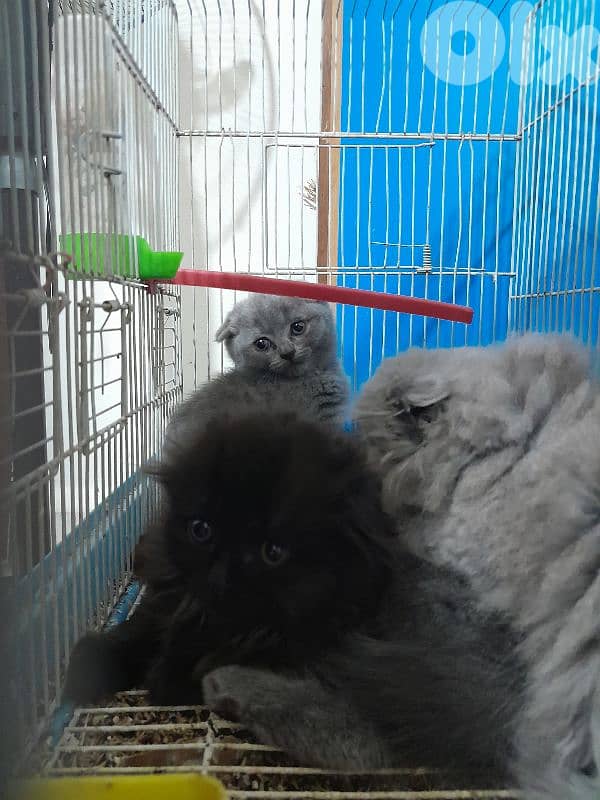 Scottish fold ktir mratab 2