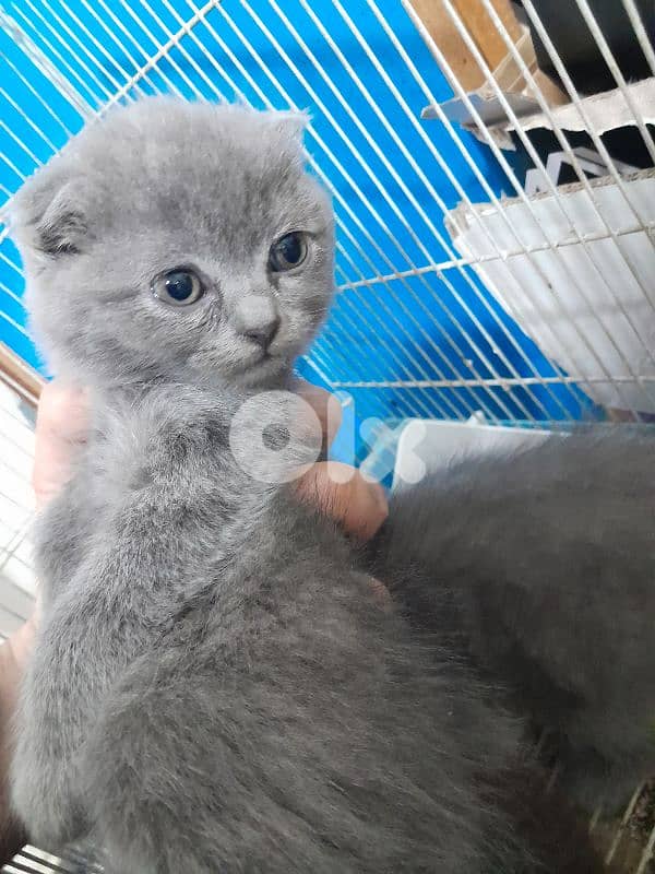 Scottish fold ktir mratab 3
