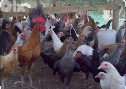 دجاج و بط للبيع