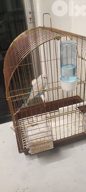 بادجي مع قفص عائلة ذكية ولو حلو