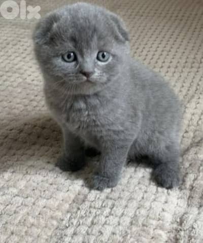 scottish fold pure