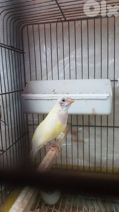 زوج غولديان فينش