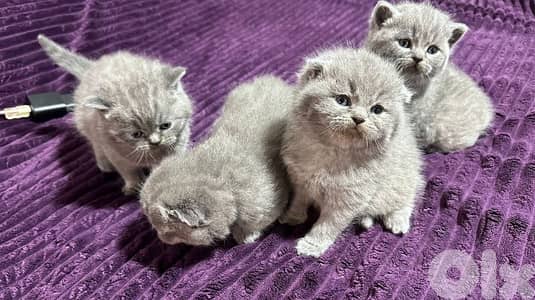 Scottish fold and British high quality