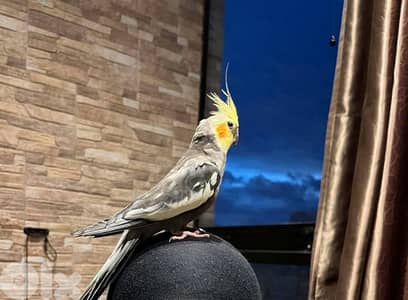 كروان كوكتييل Karawan cockatiel