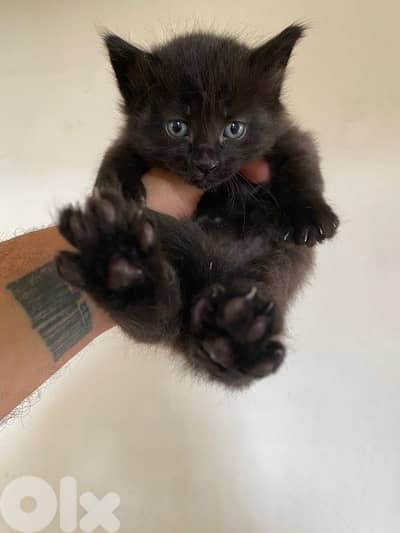 قطط للبيع 20$