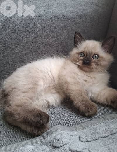 قط للبيع سيامي  وشيراز