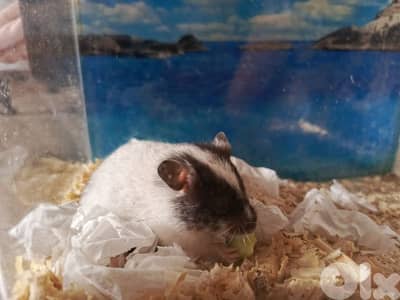 Hamster male and female